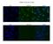 Cleavage And Polyadenylation Specific Factor 6 antibody, NBP1-57541, Novus Biologicals, Immunocytochemistry image 
