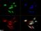 DNA Methyltransferase 1 antibody, NB100-264, Novus Biologicals, Immunofluorescence image 