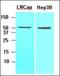 Acyl-CoA Thioesterase 11 antibody, orb88594, Biorbyt, Western Blot image 