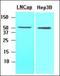 Acyl-CoA Thioesterase 11 antibody, orb88594, Biorbyt, Western Blot image 