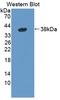 Guanylate Binding Protein 4 antibody, LS-C692969, Lifespan Biosciences, Western Blot image 