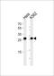 Eukaryotic Translation Elongation Factor 1 Beta 2 antibody, PA5-72169, Invitrogen Antibodies, Western Blot image 
