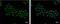 Apoptosis Enhancing Nuclease antibody, PA5-22208, Invitrogen Antibodies, Immunofluorescence image 