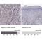 RNA Binding Motif Protein 24 antibody, NBP2-57328, Novus Biologicals, Immunohistochemistry paraffin image 
