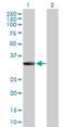 Metallophosphoesterase Domain Containing 2 antibody, H00000744-D01P, Novus Biologicals, Western Blot image 