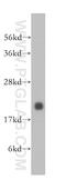 Crystallin Alpha B antibody, 15808-1-AP, Proteintech Group, Western Blot image 