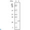 EPH Receptor B4 antibody, LS-C812461, Lifespan Biosciences, Immunohistochemistry paraffin image 