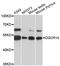 Ess-2 Splicing Factor Homolog antibody, LS-C748235, Lifespan Biosciences, Western Blot image 