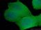 Ras Homolog Family Member A antibody, 66733-1-Ig, Proteintech Group, Immunofluorescence image 