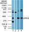 N-arachidonyl glycine receptor antibody, PA5-23218, Invitrogen Antibodies, Western Blot image 