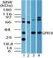 G Protein-Coupled Receptor 18 antibody, PA5-23218, Invitrogen Antibodies, Western Blot image 