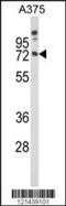 GMA antibody, 63-667, ProSci, Western Blot image 