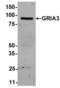 Glutamate Ionotropic Receptor AMPA Type Subunit 1 antibody, 54-333, ProSci, Western Blot image 