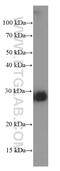 Chloride Intracellular Channel 4 antibody, 66343-1-Ig, Proteintech Group, Western Blot image 