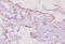 Interferon Gamma antibody, A52440-100, Epigentek, Immunohistochemistry paraffin image 