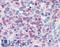 Unc-13 Homolog D antibody, LS-B1748, Lifespan Biosciences, Immunohistochemistry frozen image 