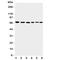 Apoptosis Inducing Factor Mitochondria Associated 1 antibody, R31356, NSJ Bioreagents, Western Blot image 