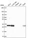 Ubiquitin Conjugating Enzyme E2 R2 antibody, PA5-66358, Invitrogen Antibodies, Western Blot image 