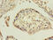 Hepatitis A Virus Cellular Receptor 1 antibody, CSB-PA09995A0Rb, Cusabio, Immunohistochemistry frozen image 