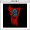 Aly/REF Export Factor antibody, GTX113917, GeneTex, Immunofluorescence image 