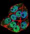 TNFRSF1A Associated Via Death Domain antibody, PA5-71607, Invitrogen Antibodies, Immunofluorescence image 