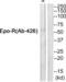 Erythropoietin receptor antibody, abx013009, Abbexa, Western Blot image 