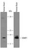 Synaptobrevin antibody, AF4828, R&D Systems, Western Blot image 