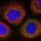 TMIE antibody, NBP1-84260, Novus Biologicals, Immunocytochemistry image 