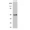 Cytochrome P450 Family 11 Subfamily B Member 1 antibody, LS-C382970, Lifespan Biosciences, Western Blot image 