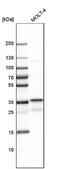 Ribonuclease H2 Subunit B antibody, NBP1-90865, Novus Biologicals, Western Blot image 