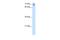 Calmegin antibody, A05261, Boster Biological Technology, Western Blot image 