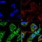 GABA Type A Receptor Associated Protein Like 2 antibody, PA5-77800, Invitrogen Antibodies, Immunofluorescence image 