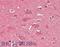 GM2 Ganglioside Activator antibody, 42-412, ProSci, Enzyme Linked Immunosorbent Assay image 