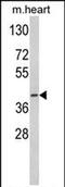 Acyl-CoA Dehydrogenase Medium Chain antibody, PA5-72473, Invitrogen Antibodies, Western Blot image 