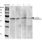 Calcium Voltage-Gated Channel Auxiliary Subunit Gamma 2 antibody, MA5-27645, Invitrogen Antibodies, Western Blot image 