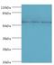 Thioredoxin Reductase 2 antibody, LS-C379996, Lifespan Biosciences, Western Blot image 