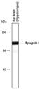 Synapsin I antibody, PPS062, R&D Systems, Western Blot image 