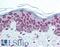 Lamin A/C antibody, LS-B2005, Lifespan Biosciences, Immunohistochemistry frozen image 
