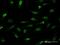 High Mobility Group AT-Hook 2 antibody, H00008091-M04, Novus Biologicals, Immunofluorescence image 