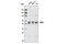 RUNX Family Transcription Factor 1 antibody, 8229S, Cell Signaling Technology, Western Blot image 