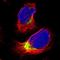 Olfactomedin Like 2A antibody, NBP1-84654, Novus Biologicals, Immunofluorescence image 