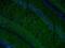 MAP2 antibody, 17490-1-AP, Proteintech Group, Immunofluorescence image 