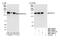 Nuclear Factor Of Activated T Cells 3 antibody, NBP2-04027, Novus Biologicals, Western Blot image 