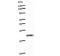 CCAAT Enhancer Binding Protein Epsilon antibody, LS-C342662, Lifespan Biosciences, Western Blot image 