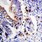 BCL2 Like 1 antibody, PA5-78864, Invitrogen Antibodies, Immunohistochemistry paraffin image 
