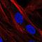 Suprabasin antibody, NBP2-49528, Novus Biologicals, Immunofluorescence image 