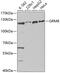 Glutamate Metabotropic Receptor 8 antibody, 18-885, ProSci, Western Blot image 