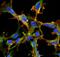 Citrulline antibody, NBP2-59364, Novus Biologicals, Immunocytochemistry image 