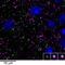 Gephyrin antibody, 73-465, Antibodies Incorporated, Immunofluorescence image 