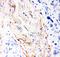 Decorin antibody, PB9174, Boster Biological Technology, Immunohistochemistry frozen image 